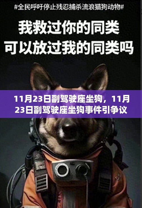 11月23日副驾驶座坐狗事件引发争议，理解与反思的立场