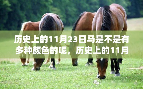 历史上的11月23日，多彩马与跃动科技的未来，智能马匹科技新品震撼发布！