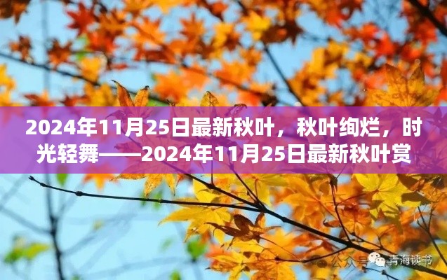 2024年11月25日最新秋叶，秋叶绚烂，时光轻舞——2024年11月25日最新秋叶赏析