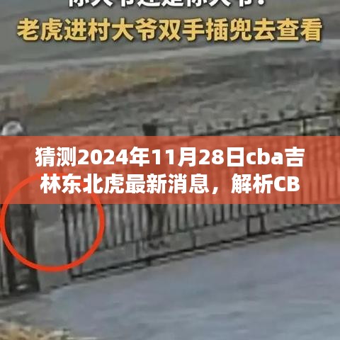 独家解析，预测CBA吉林东北虎未来动态，揭秘2024年吉林东北虎最新消息