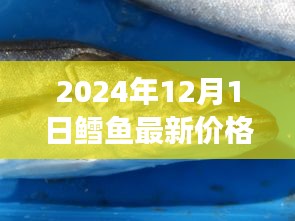 揭秘2024年鳕鱼市场最新行情，价格大解密与盛宴开启