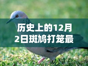 历史上的12月2日，斑鸠打笼科技新品重塑未来潮流，体验前沿科技魅力