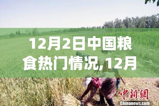 中国粮食风云背后的励志故事，自信与成就感的蜕变之旅在行动（12月2日热门情况）