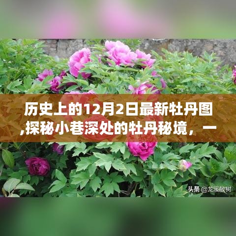 探秘牡丹秘境，历史深处的艺术邂逅之旅——最新牡丹图揭秘日（12月2日）