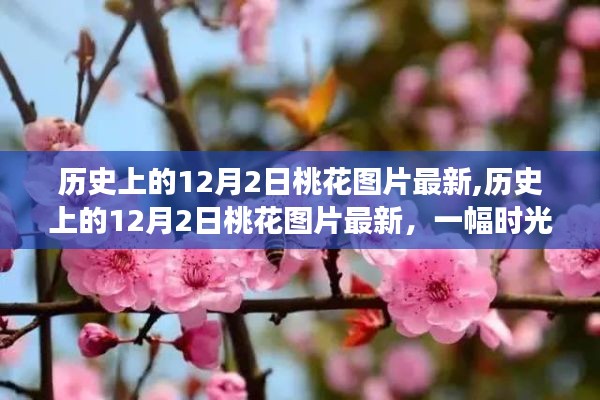 历史上的12月2日桃花图片大赏，时光与美景的交融之作