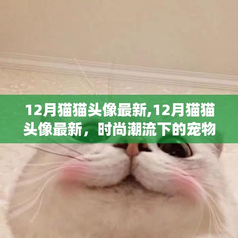 时尚潮流下的魅力猫猫头像，展现宠物魅力之十二月最新头像分享