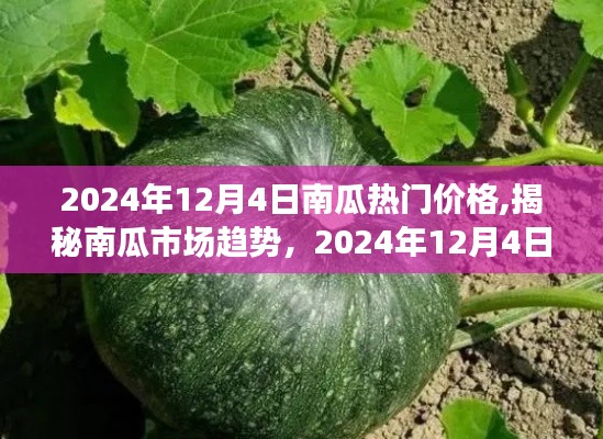 2024年12月4日南瓜热门价格,揭秘南瓜市场趋势，2024年12月4日南瓜热门价格预测与选购指南