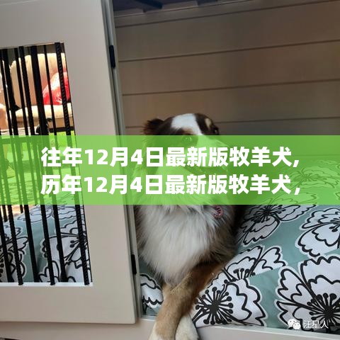 历年12月4日牧羊犬最新版的背景、事件与深远影响概述