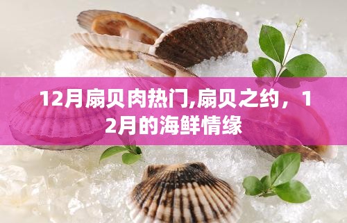 12月扇贝热潮，海鲜情缘的扇贝之约