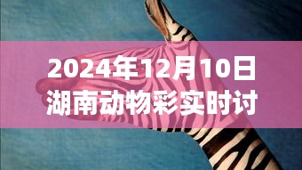 湖南动物彩实时讨论盛宴，深度体验与全面解析于2024年12月10日开启