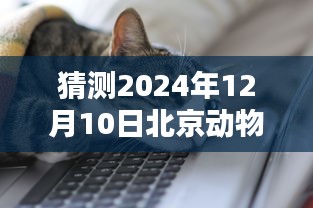 北京动物园的神秘人潮与奇遇，预测2024年12月10日实时人流量展望