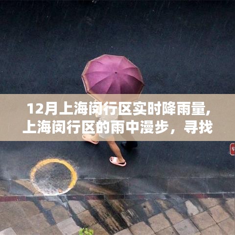 上海闵行区雨中漫步，探寻十二月的宁静与智慧，实时降雨量播报