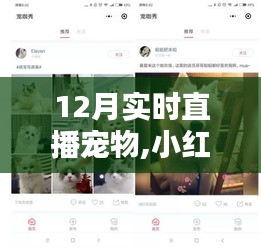 小红书热门推荐，12月实时直播宠物，萌宠共度温馨时光直播