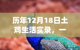 历年12月18日土鸡生活实录，自然与人文的交响乐章