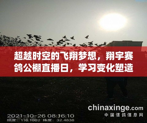 超越时空的飞翔梦，翔宇赛鸽公棚直播日塑造自信与成就的力量