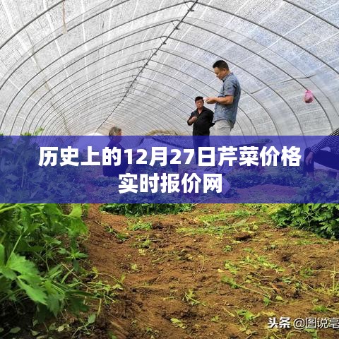 历史上的芹菜价格实时报价网（12月27日更新）