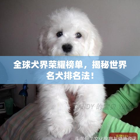 全球犬界荣耀榜单，揭秘世界名犬排名法！