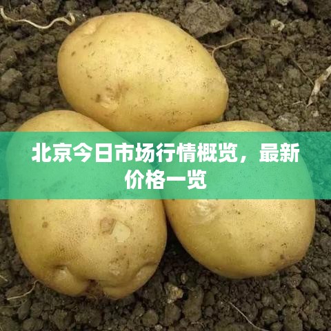 北京今日市场行情概览，最新价格一览