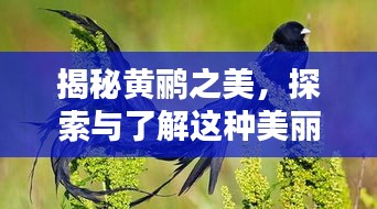 揭秘黄鹂之美，探索与了解这种美丽鸟类的魅力所在
