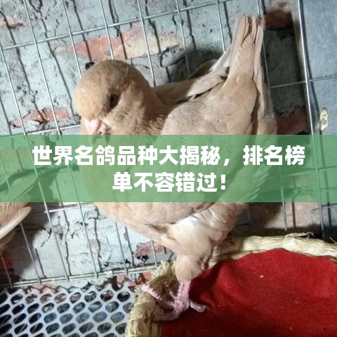 世界名鸽品种大揭秘，排名榜单不容错过！